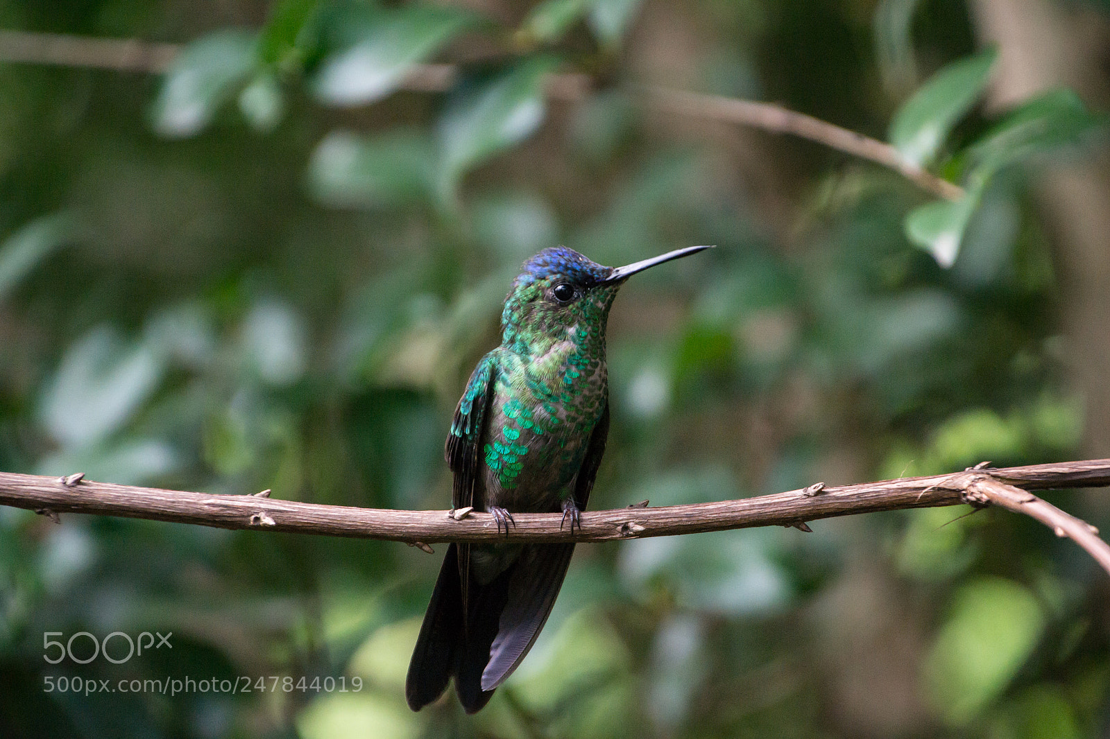 Nikon D3100 sample photo. Bird | foto ana francisconi photography