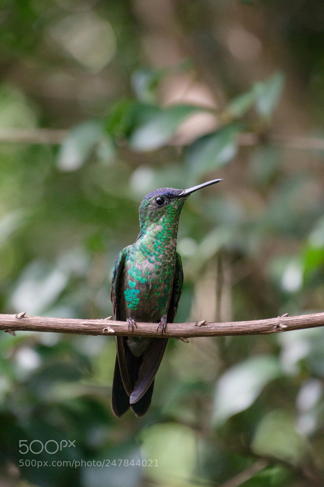 Nikon D3100 sample photo. Bird | foto ana francisconi photography