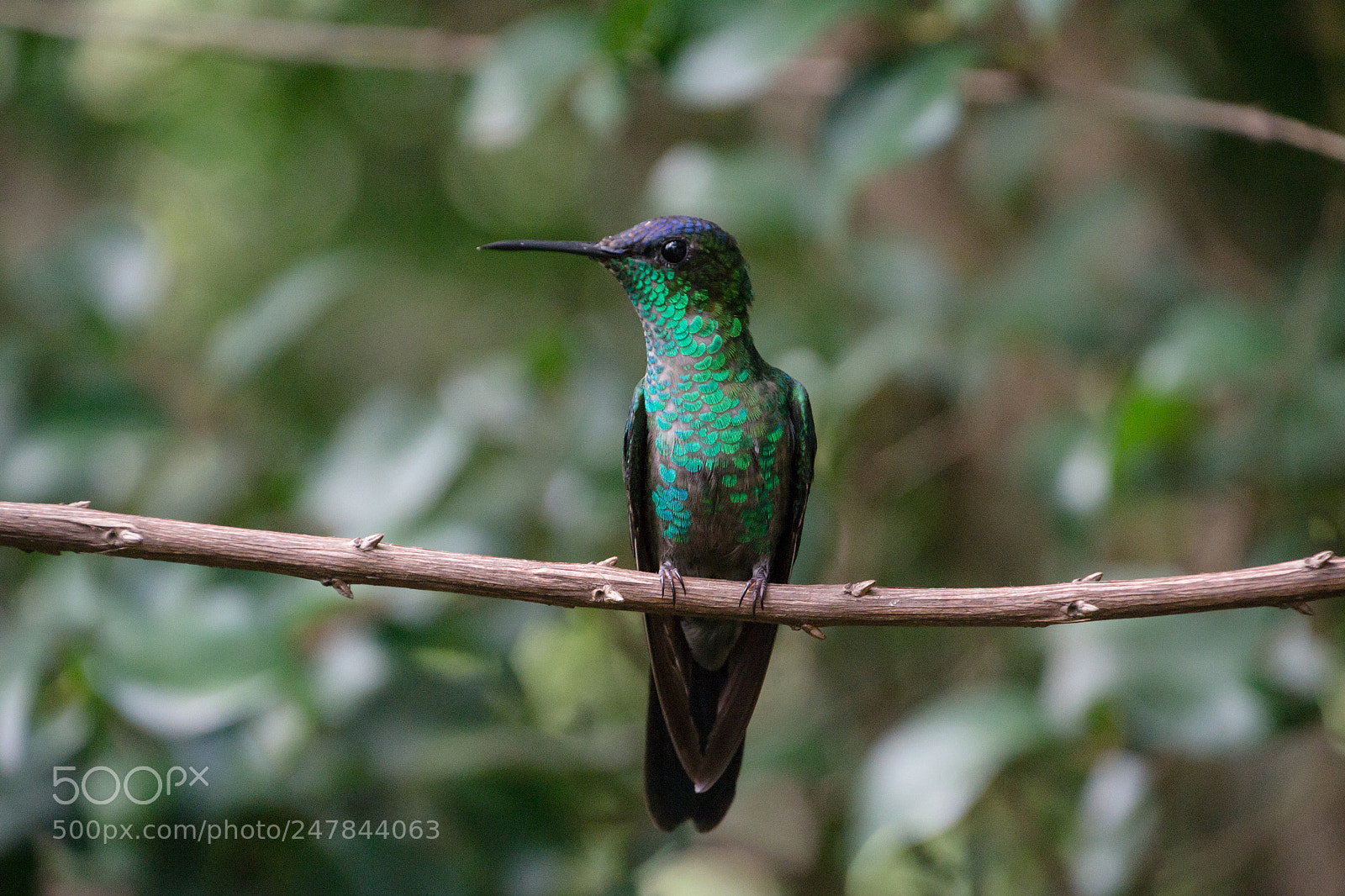 Nikon D3100 sample photo. Bird | foto ana francisconi photography