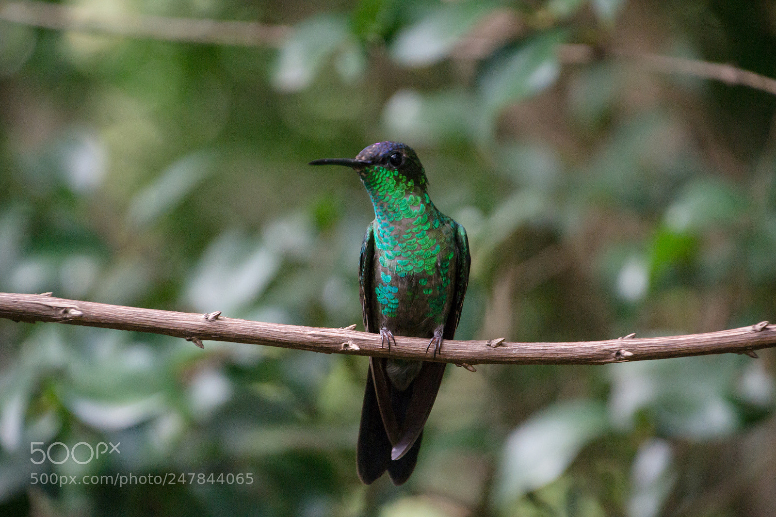 Nikon D3100 sample photo. Bird | foto ana francisconi photography