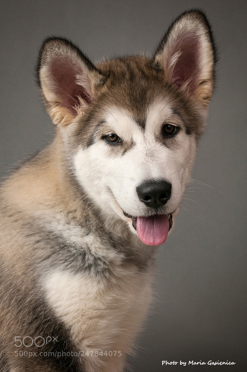 Nikon D300S sample photo. "yonka" photography