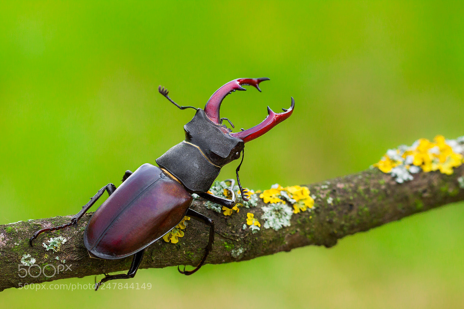 Canon EOS 50D sample photo. Lucanus cervus photography