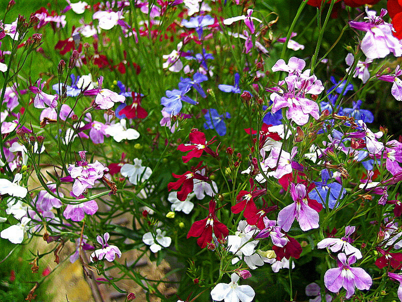 HP PHOTOSMART R927  (V01.00) sample photo. Mixed lobelia photography