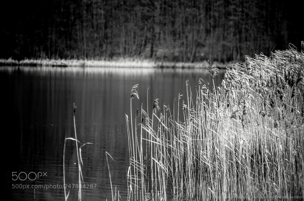 Nikon D300 sample photo. ... photography