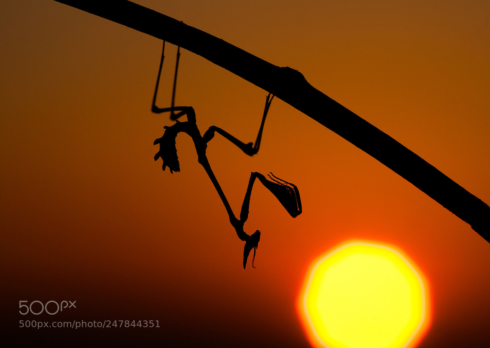 Canon EOS-1Ds Mark III sample photo. Mantis empusa sp photography