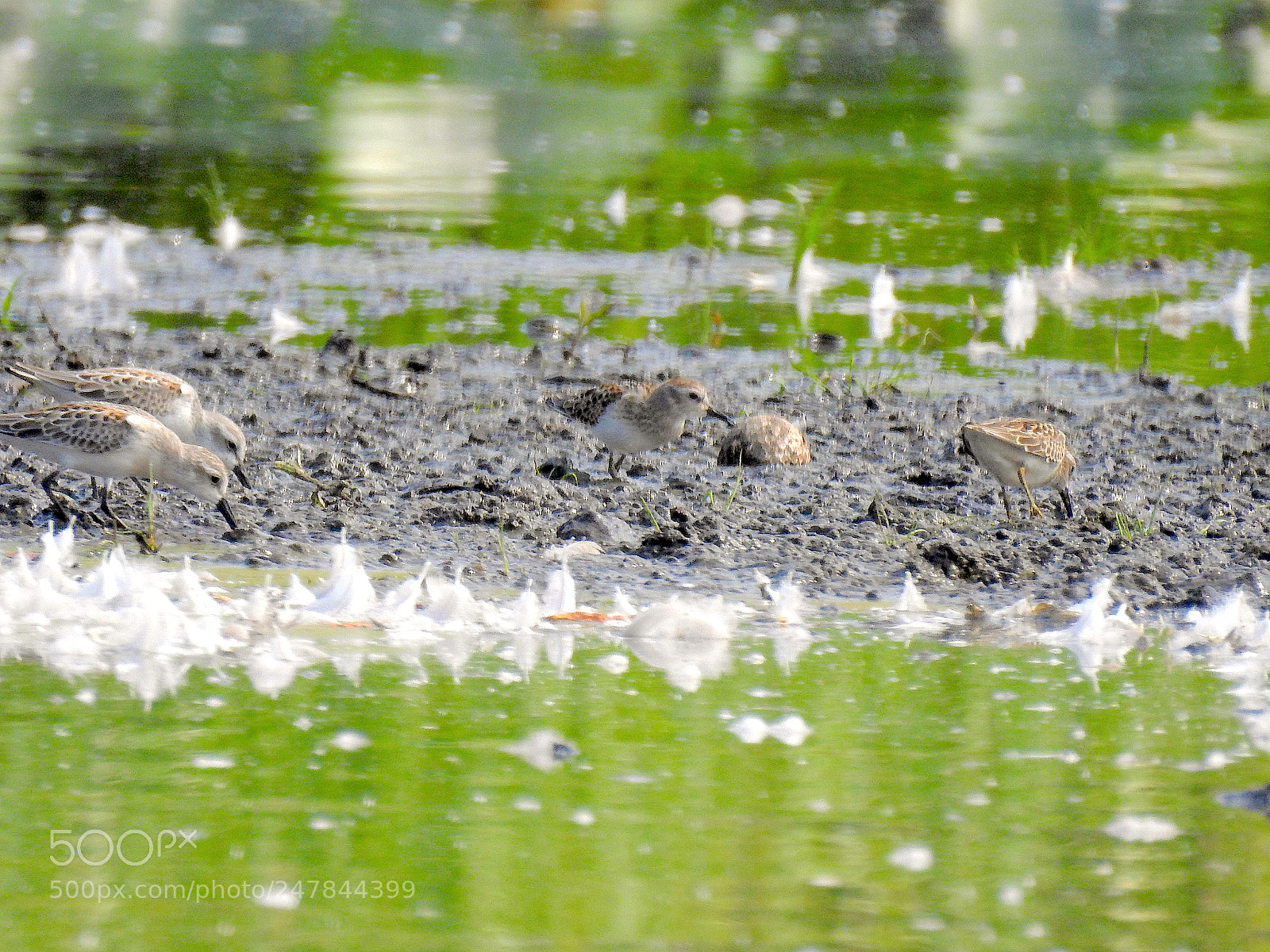 Nikon Coolpix P900 sample photo. Western and least sandpipers photography