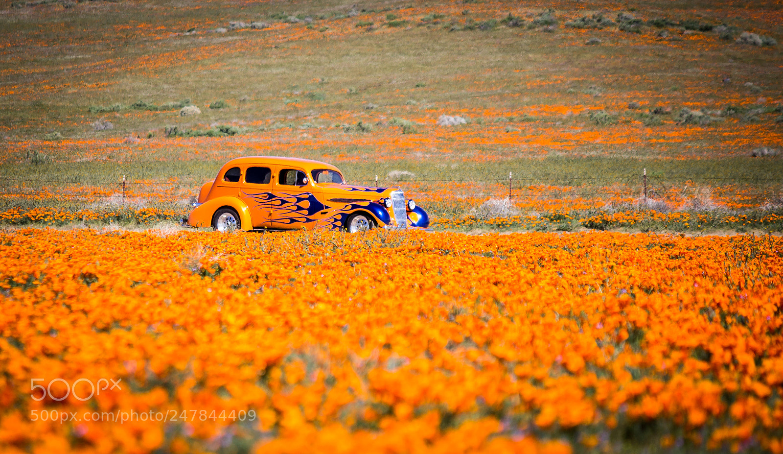 Canon EOS 600D (Rebel EOS T3i / EOS Kiss X5) sample photo. Poppy field hot rod photography