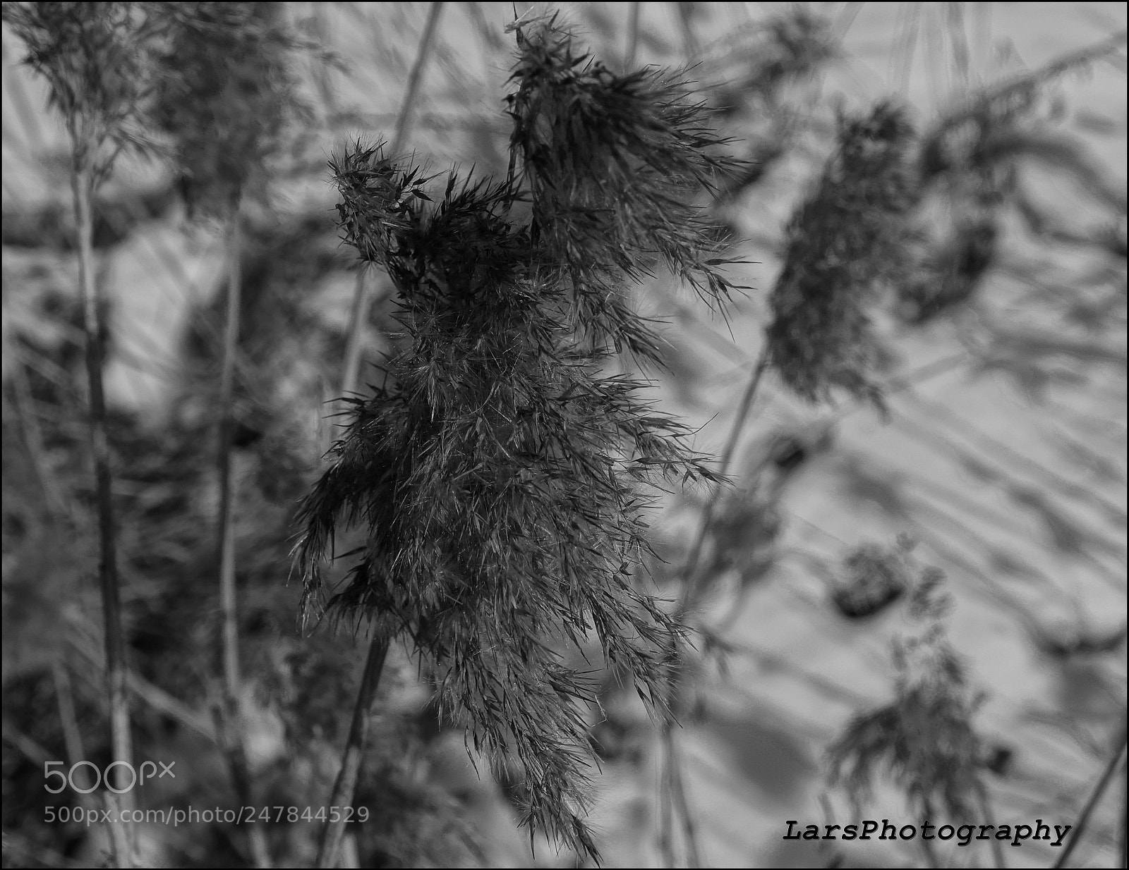 Sony SLT-A77 sample photo. Photo photography