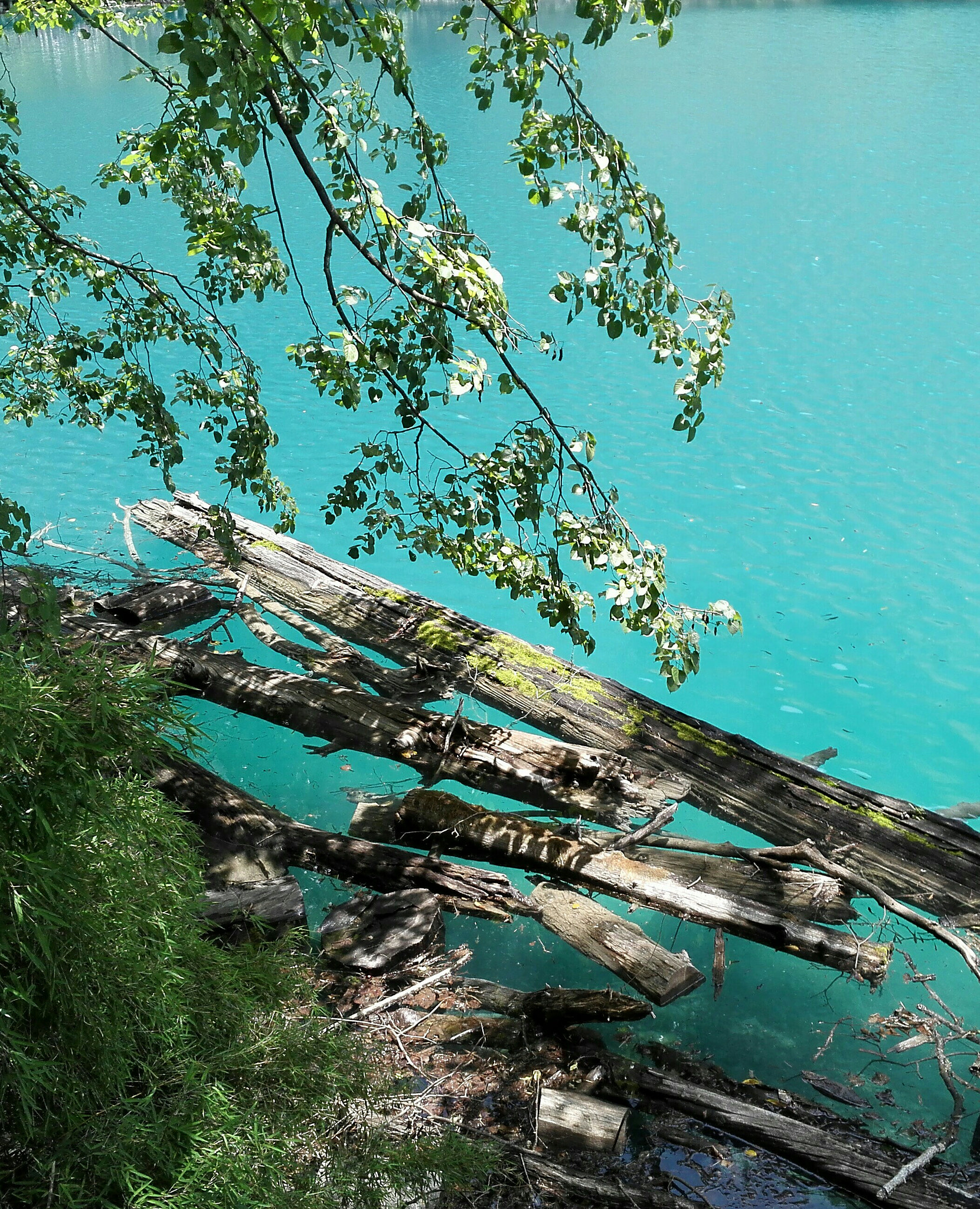 HUAWEI Mate 7 sample photo. Woods on the lake photography