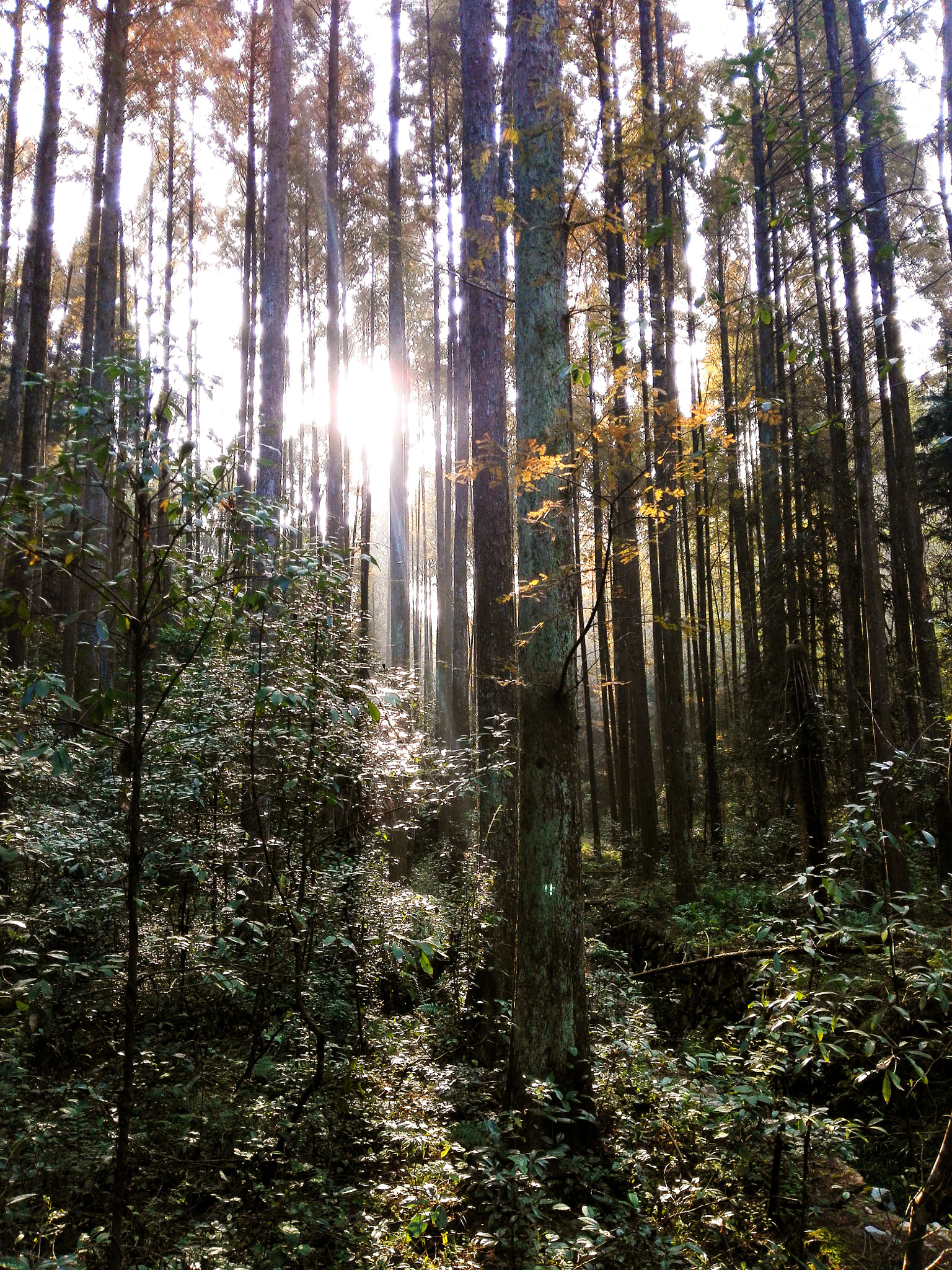 HUAWEI Mate 7 sample photo. Woods photography