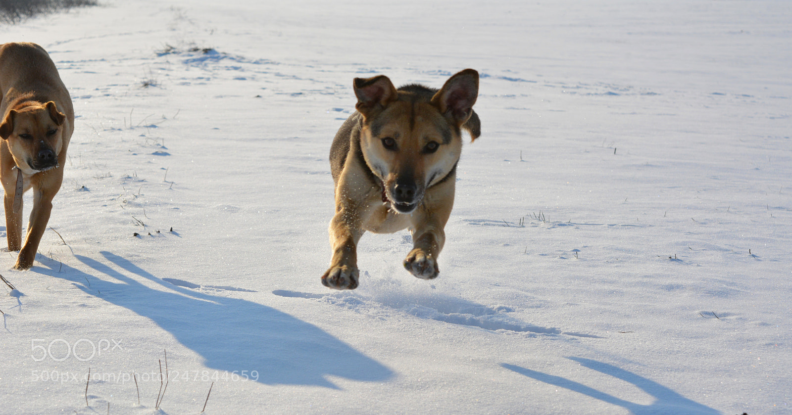 Nikon D5200 sample photo. Floating dog photography
