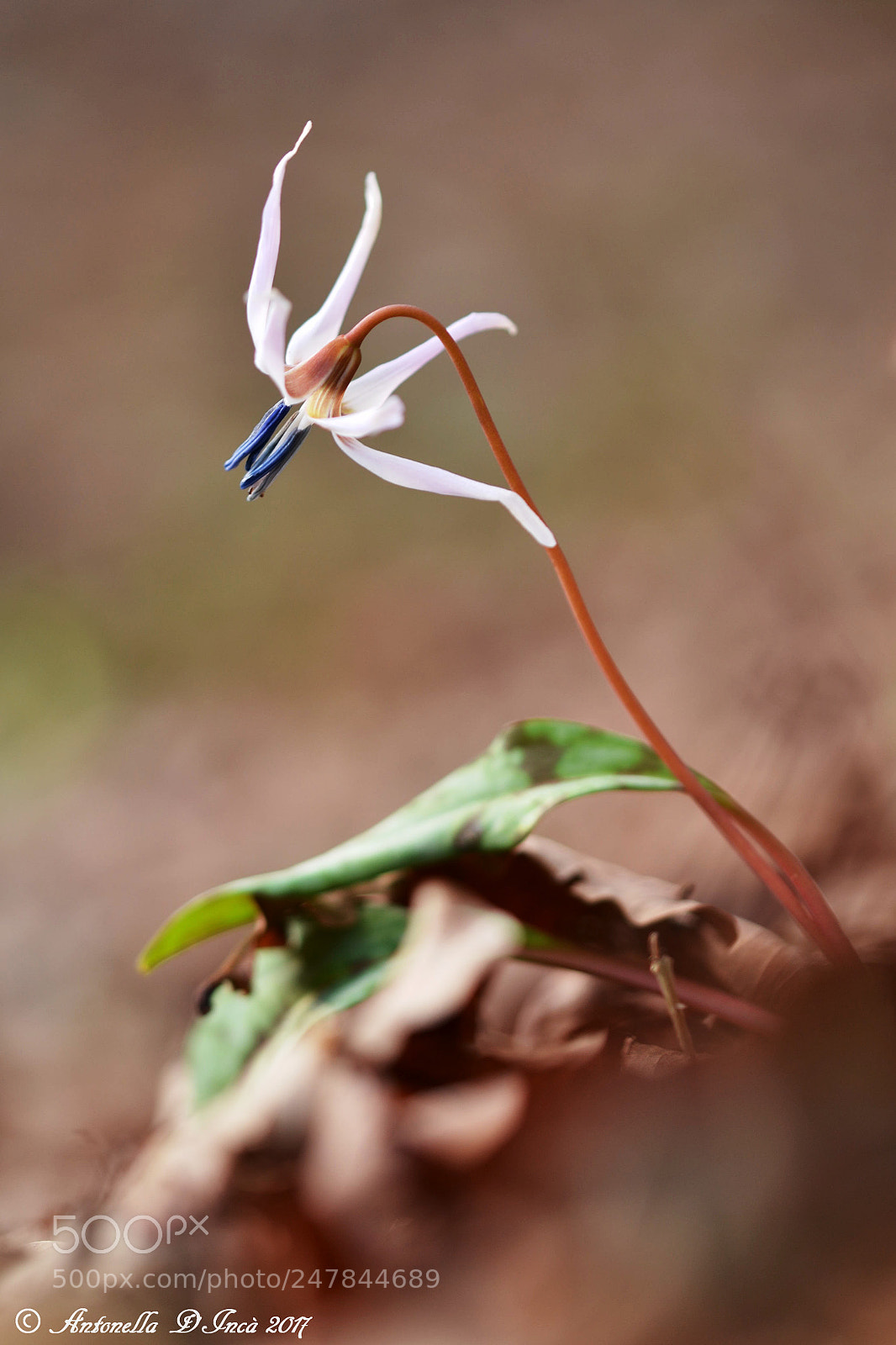 Nikon D3100 sample photo. Erythronium dens-canis photography