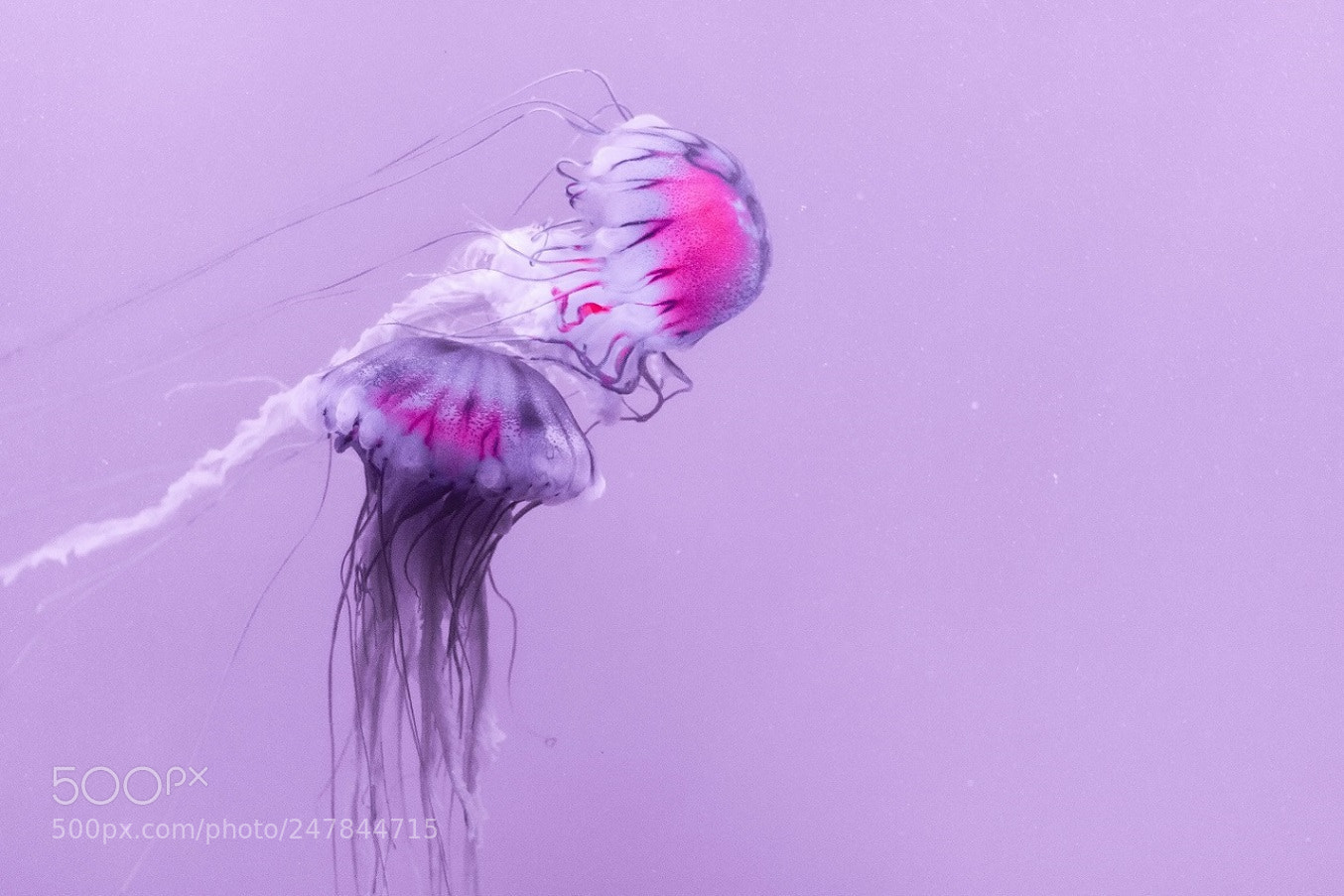 Canon EOS 750D (EOS Rebel T6i / EOS Kiss X8i) sample photo. Jellyfish photography