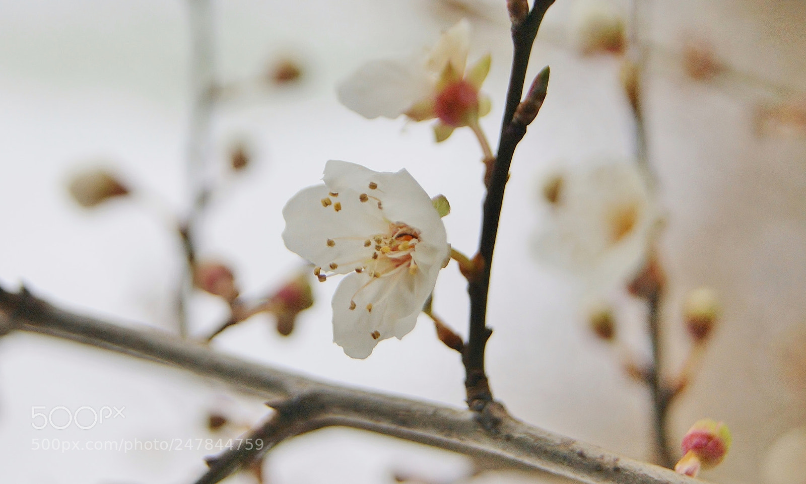 Sony Alpha DSLR-A380 sample photo. 6 degree blossom hold photography