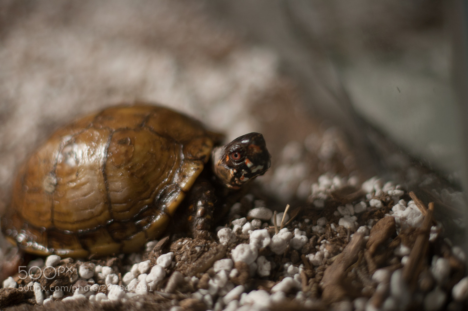 Canon EOS-1D Mark II sample photo. Turtle photography