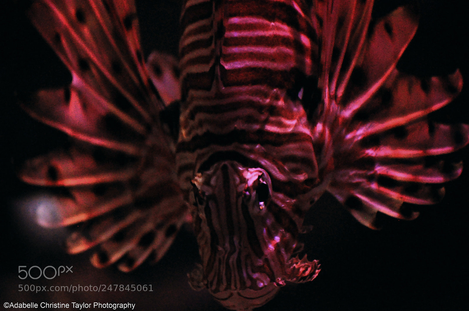 Nikon D5000 sample photo. The sealife centre in photography