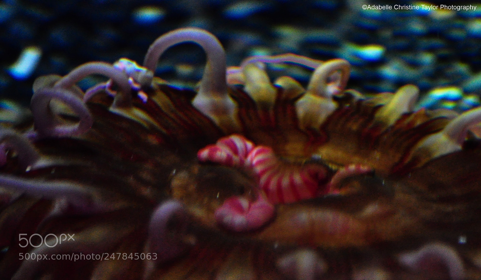 Nikon D5000 sample photo. The sealife centre in photography