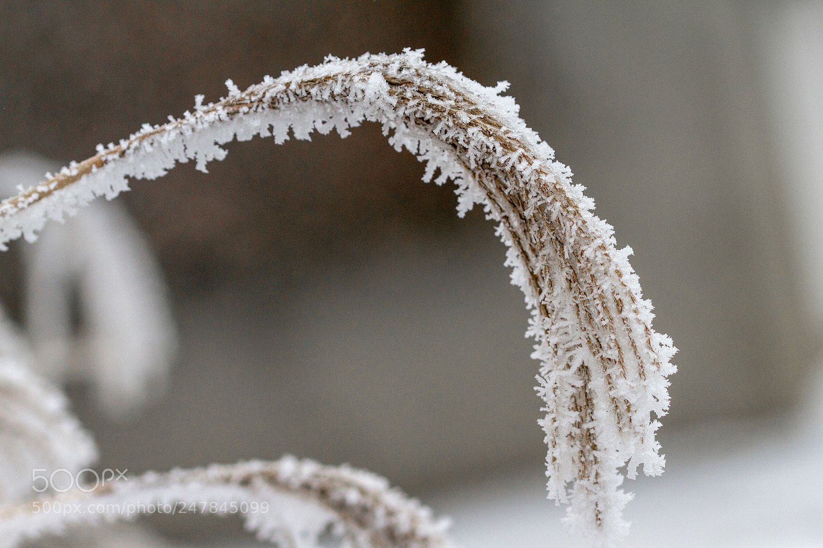 Canon EOS 7D sample photo. Icecrystals on reeds photography
