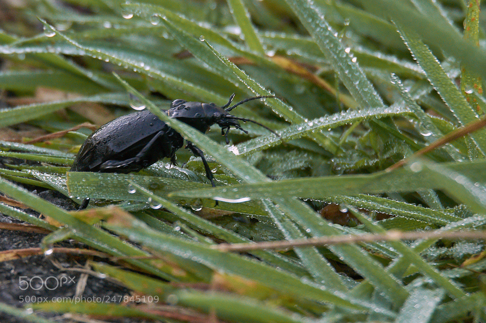 Nikon D7200 sample photo. Little bug photography
