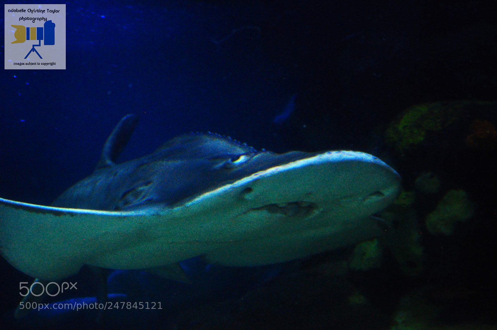 Nikon D5000 sample photo. The sealife centre in photography