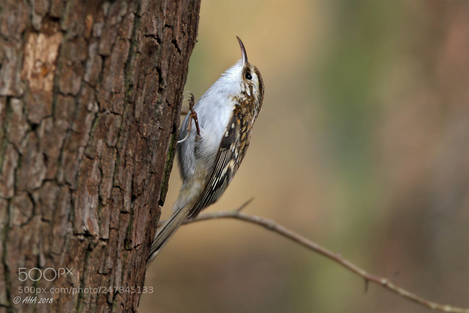 Canon EOS 7D Mark II sample photo. Short-toed treecreeper (certhia brachydactyla) photography
