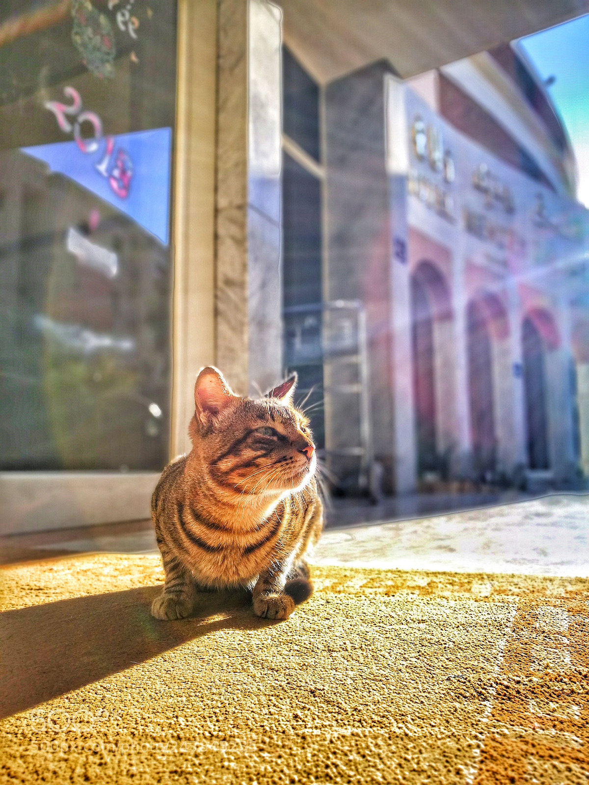 HUAWEI P9 Plus sample photo. Chat photography