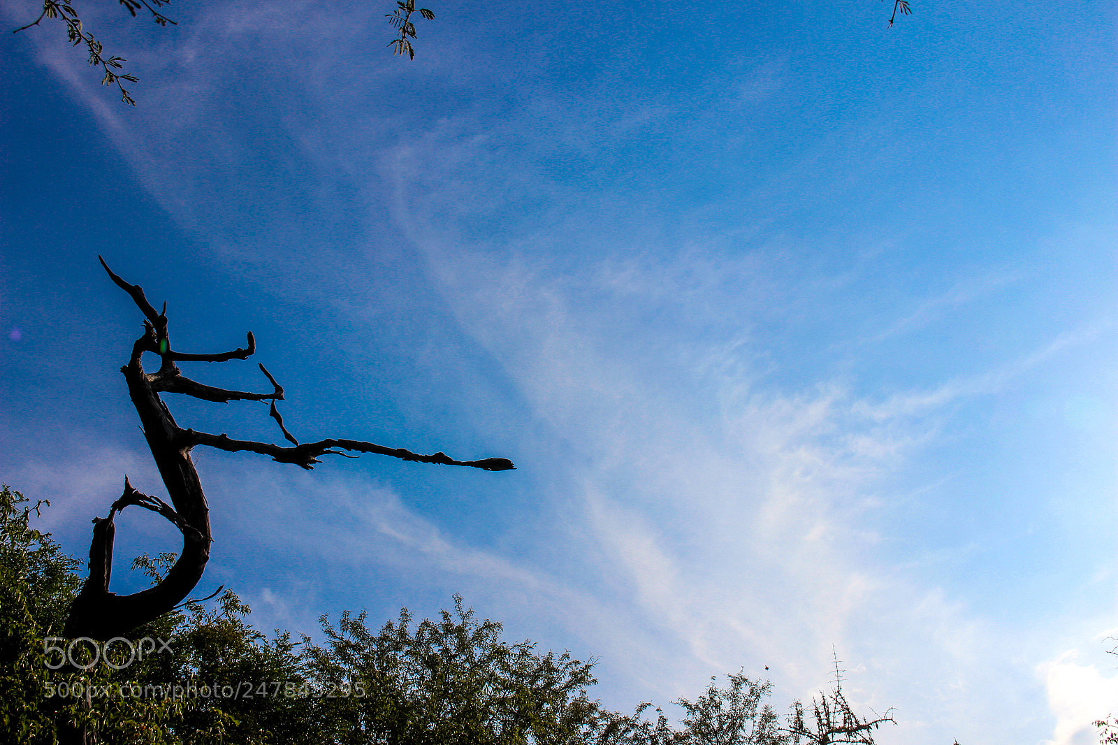 Canon EOS 700D (EOS Rebel T5i / EOS Kiss X7i) sample photo. The kung-fu tree photography