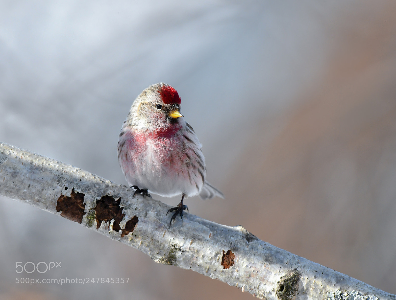 Nikon D850 sample photo. Common redpoll photography