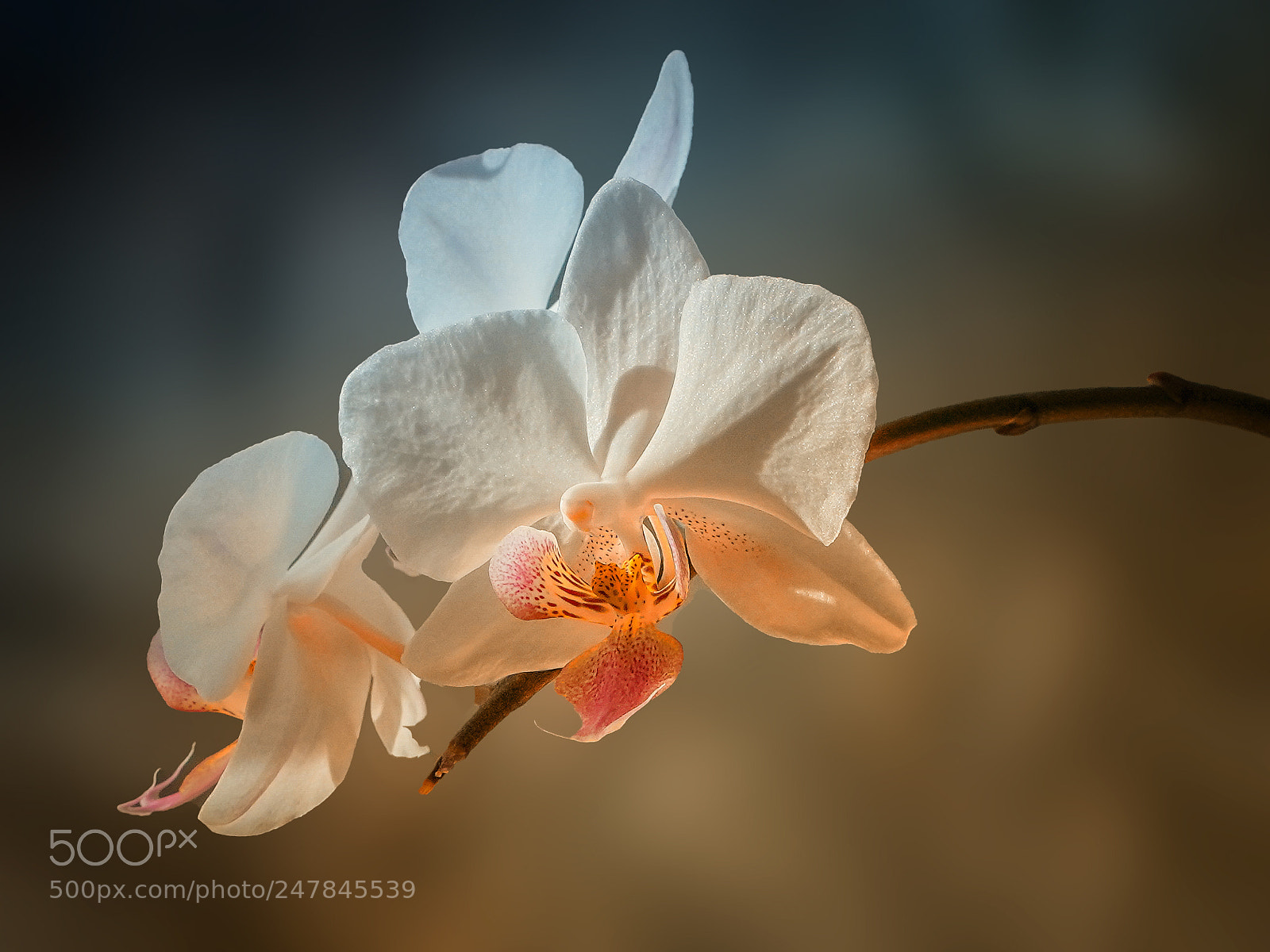 Sony a7R III sample photo. Orchid photography