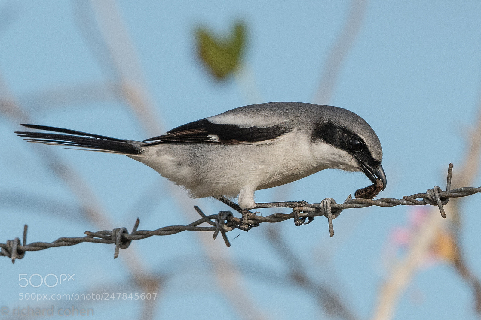 Nikon D850 sample photo. Shrike snack photography