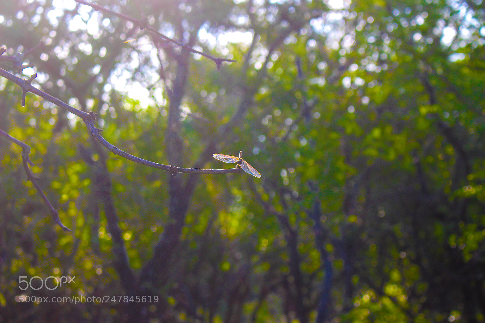 Canon EOS 700D (EOS Rebel T5i / EOS Kiss X7i) sample photo. The fly photography