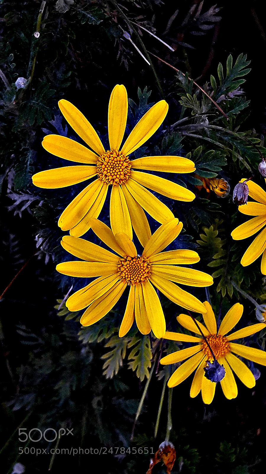 Samsung Galaxy A5(2016) sample photo. Yellow photography