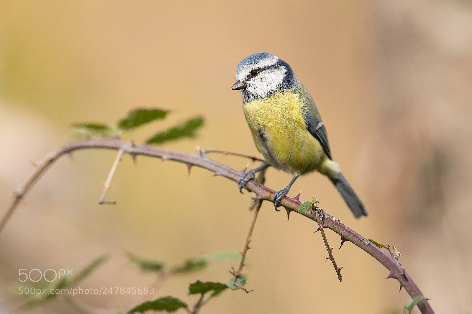 Canon EOS-1D X sample photo. Blue tit photography