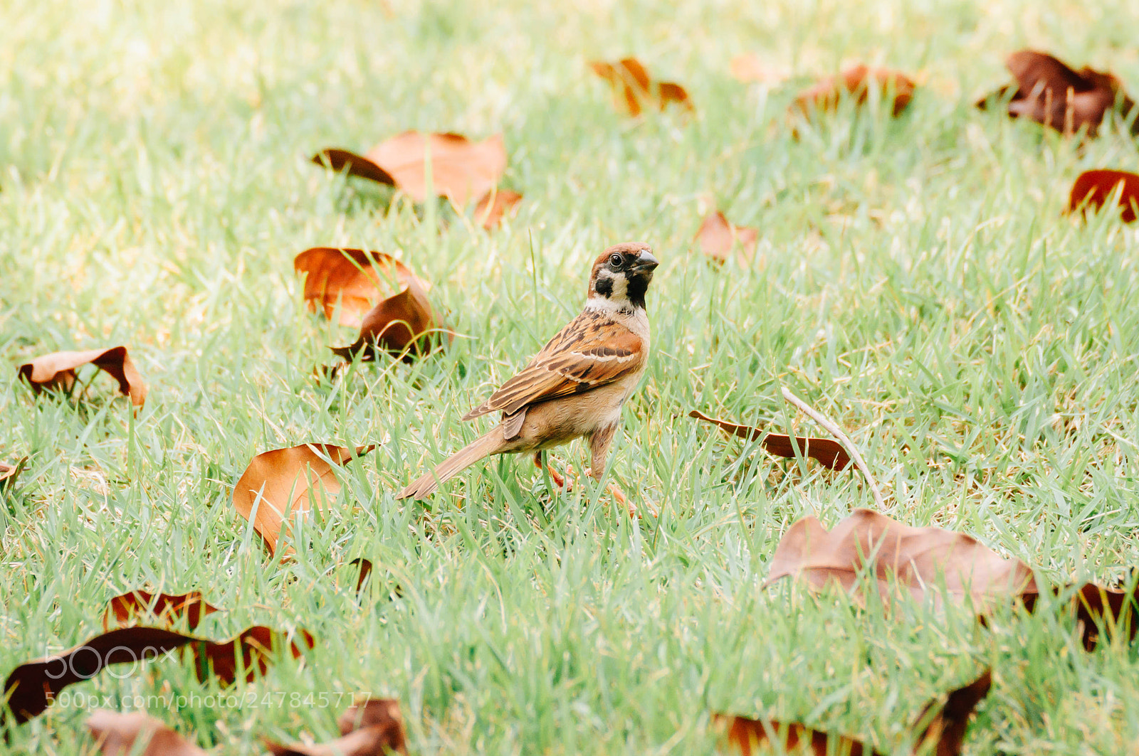 Nikon D5000 sample photo. Eurasian tree sparrow photography