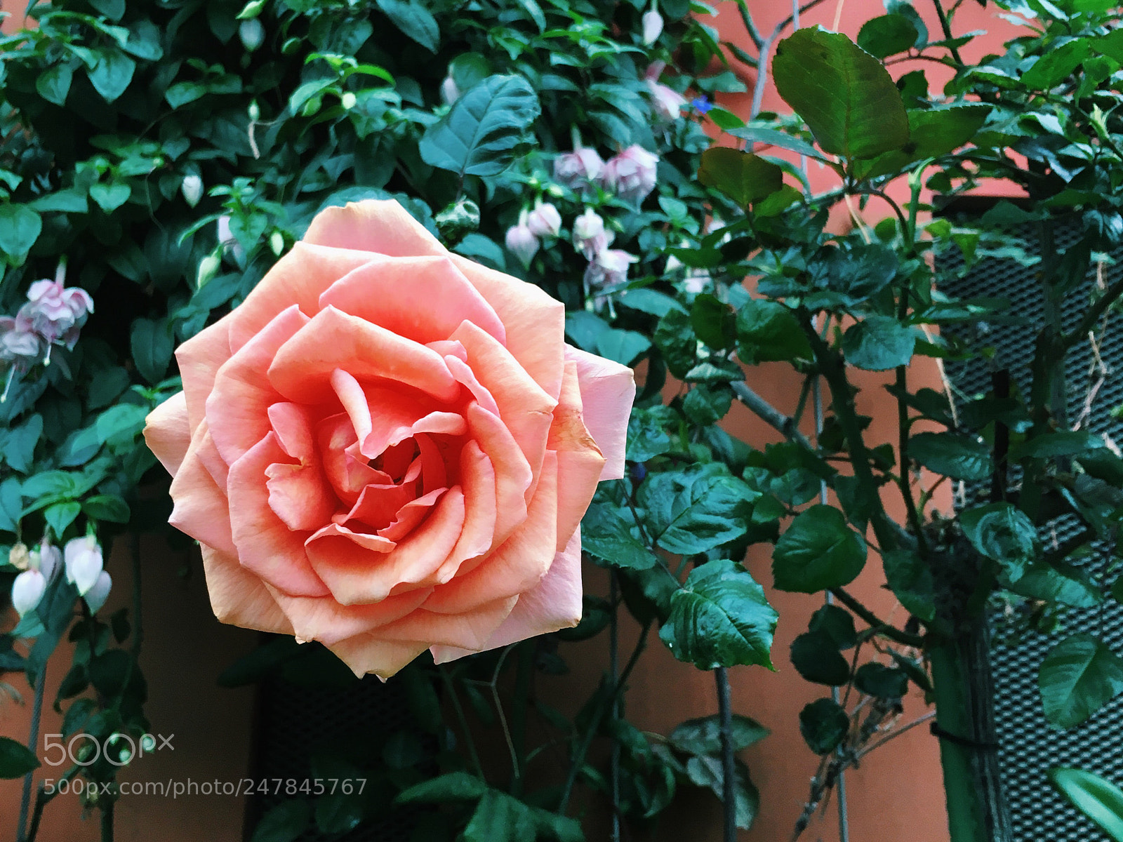 Apple iPhone 6s sample photo. Bloom 8 photography