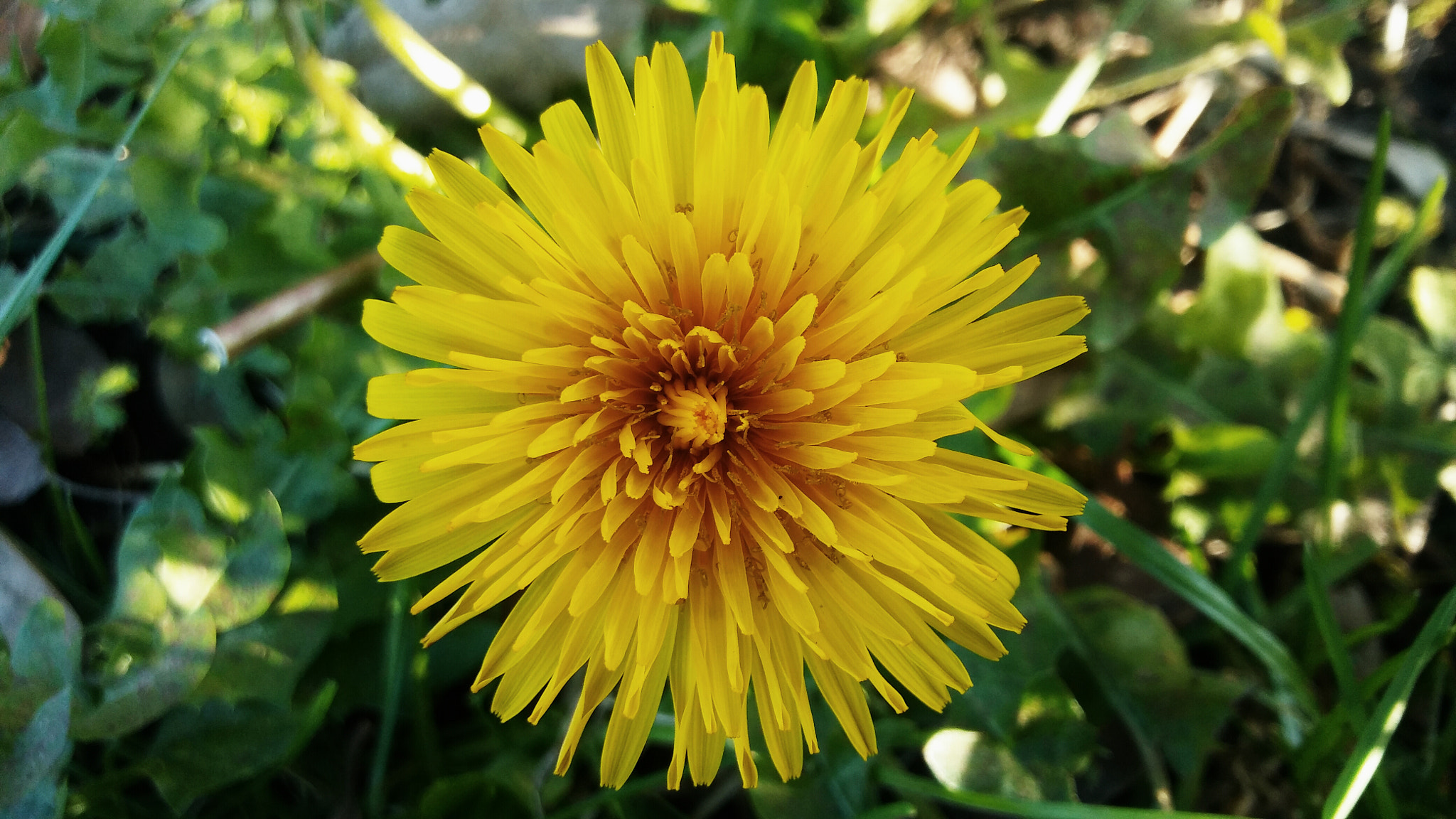 LG K10 sample photo. Yellow flower photography