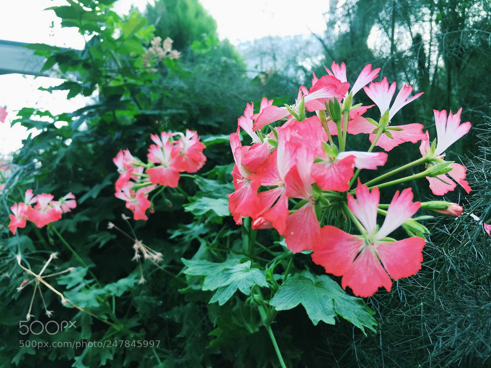 Apple iPhone 6s sample photo. Bloom 6 photography