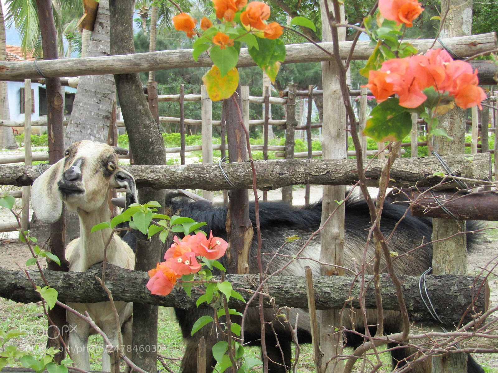 Canon PowerShot SX410 IS sample photo. Untitled photography