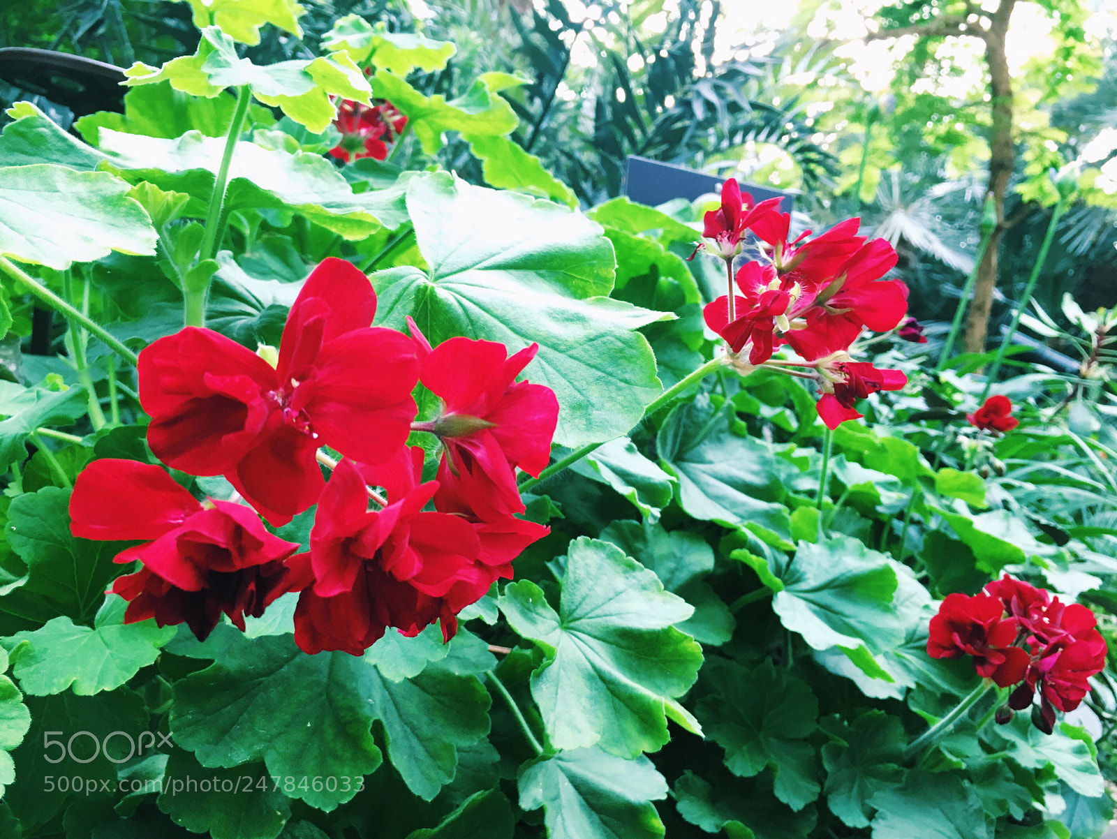 Apple iPhone 6s sample photo. Bloom 5 photography