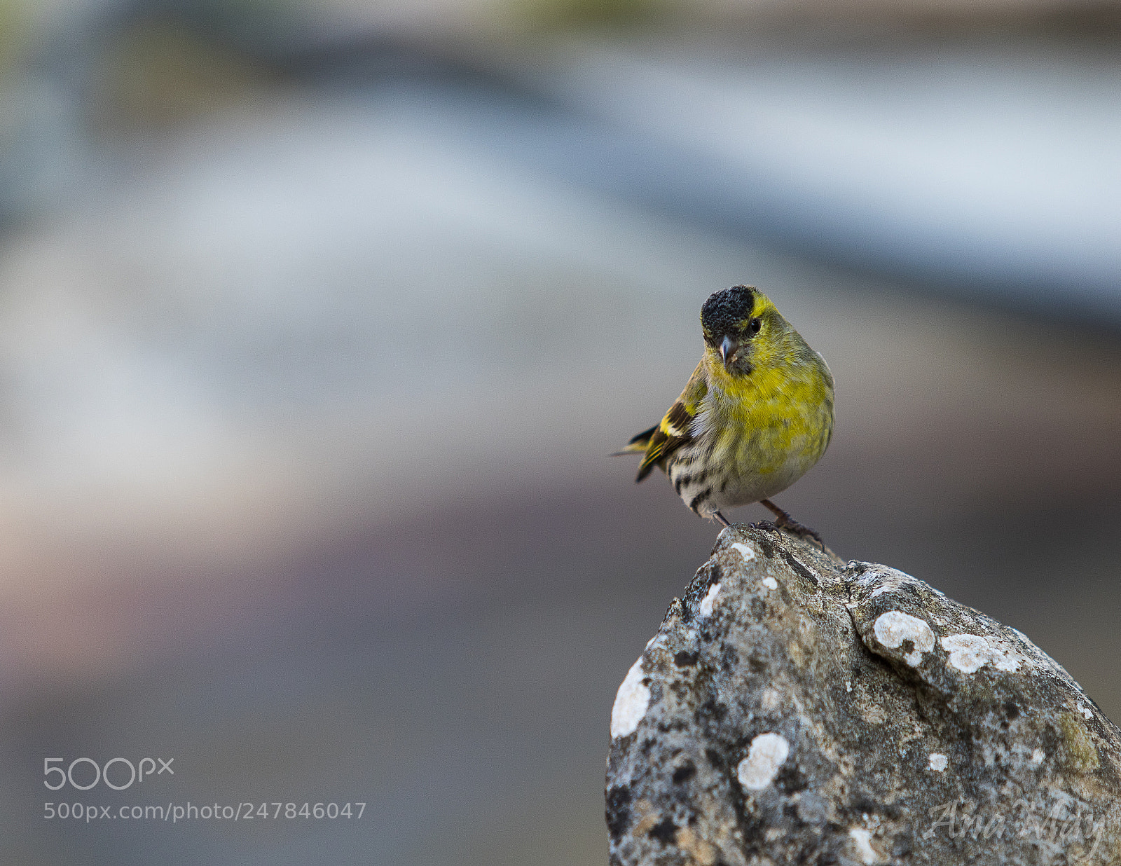 Canon EOS 7D Mark II sample photo. Verdier d'europe photography