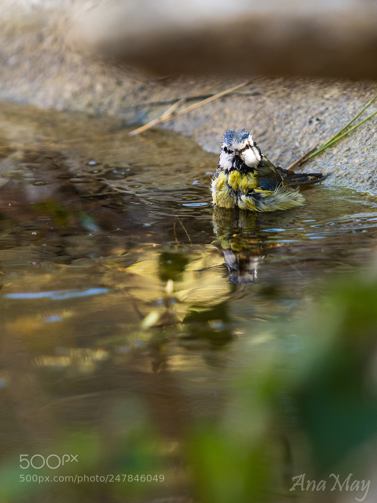 Canon EOS 7D Mark II sample photo. Mésange bleue photography