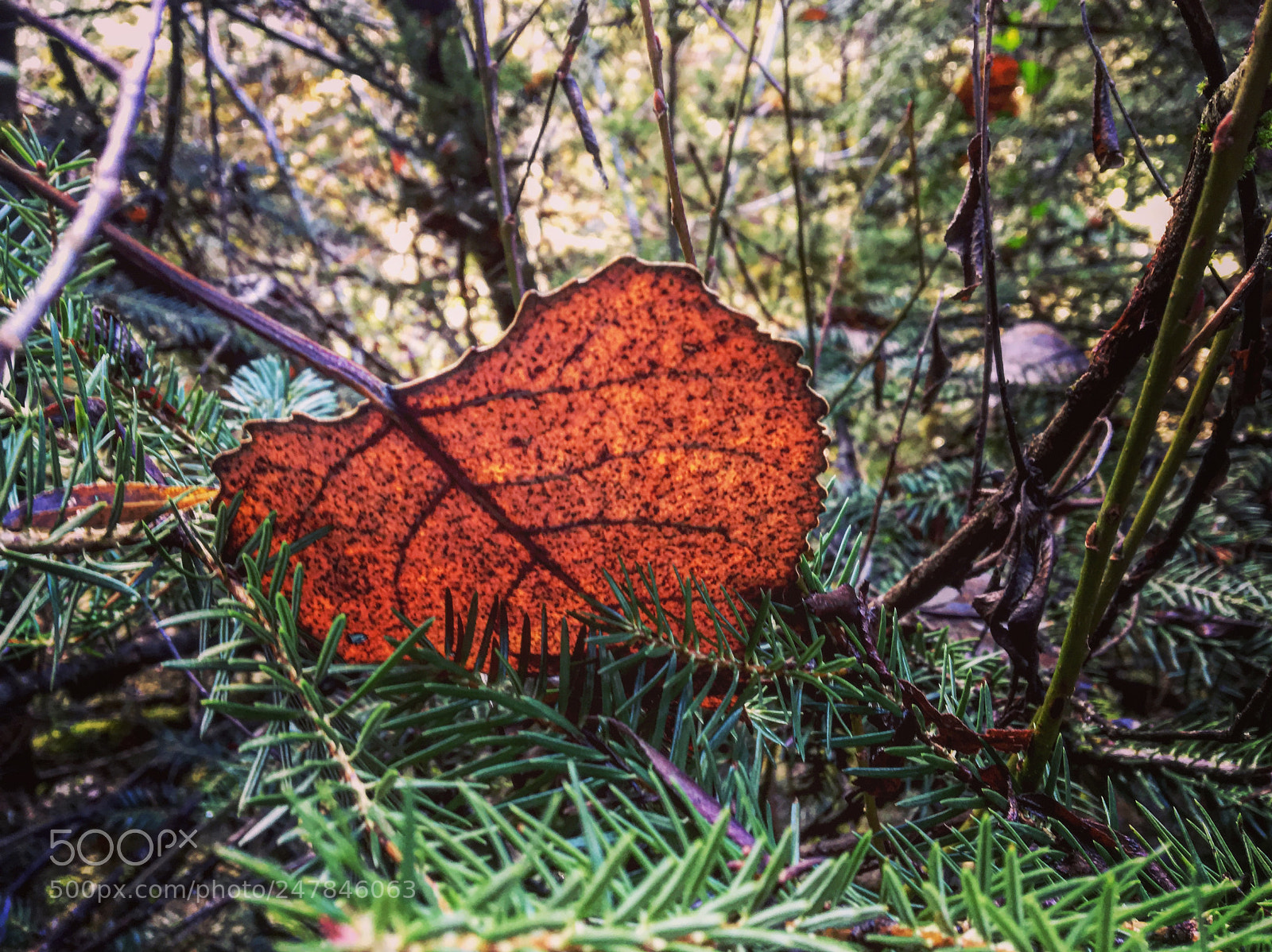 Apple iPhone 6s sample photo. Autumn is a second photography