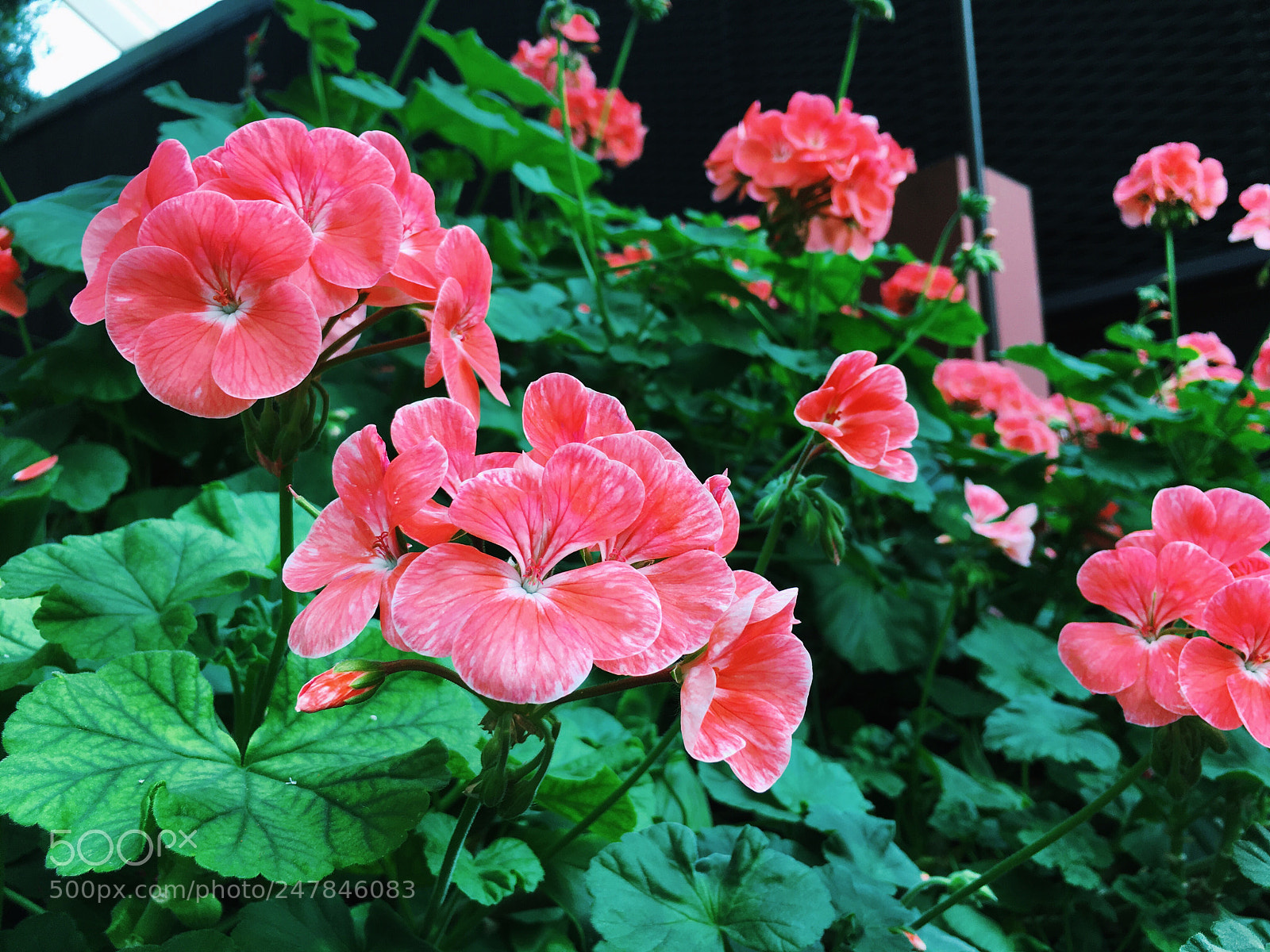 Apple iPhone 6s sample photo. Bloom 4 photography