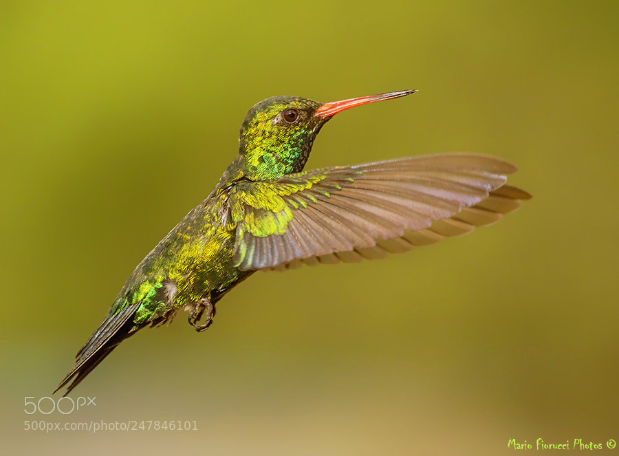 Canon EOS 7D Mark II sample photo. Suspended beauty photography