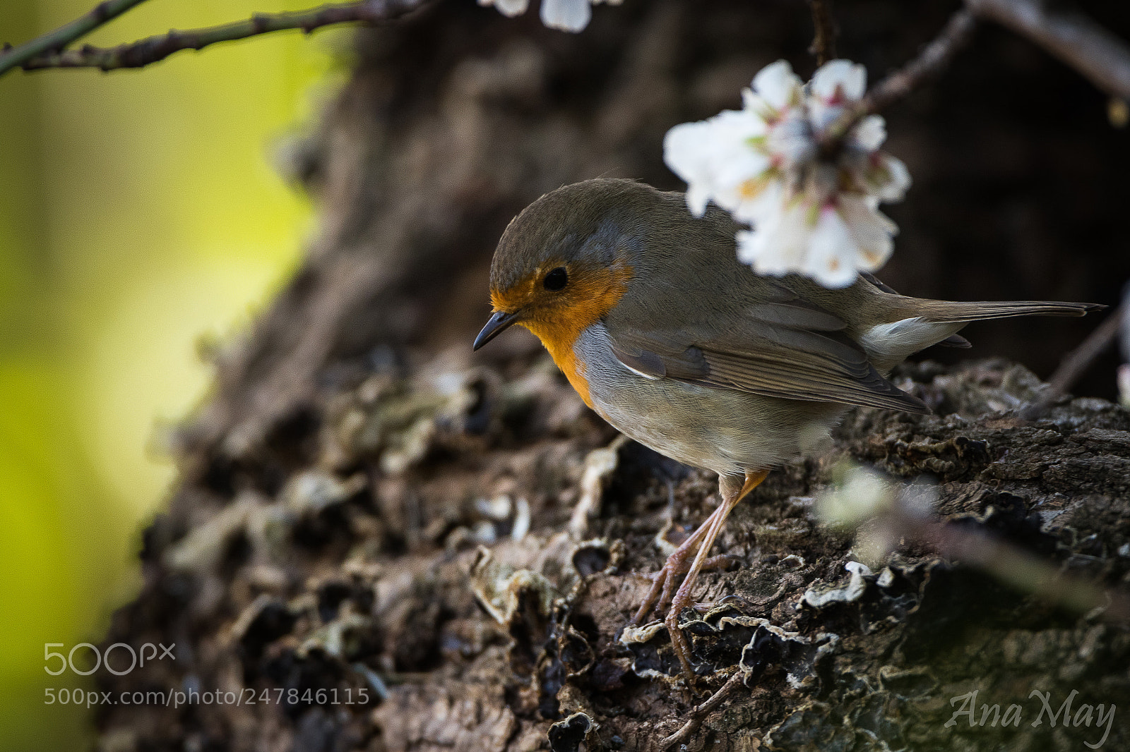 Canon EOS 7D Mark II sample photo. Rouge-gorge photography