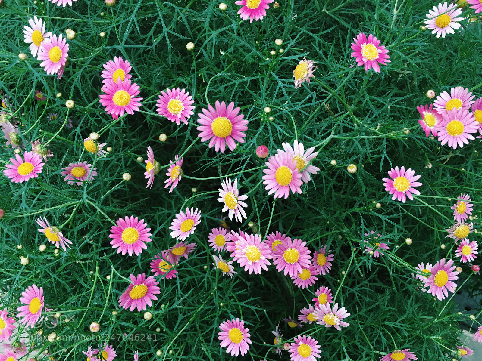 Apple iPhone 6s sample photo. Bloom 2 photography