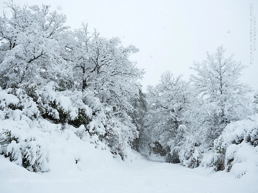 Olympus OM-D E-M1 Mark II sample photo. Simply winter. photography