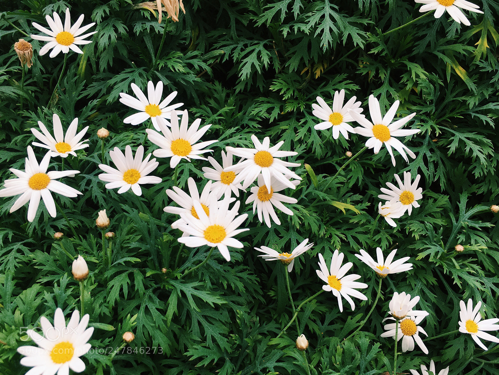 Apple iPhone 6s sample photo. Bloom 1 photography