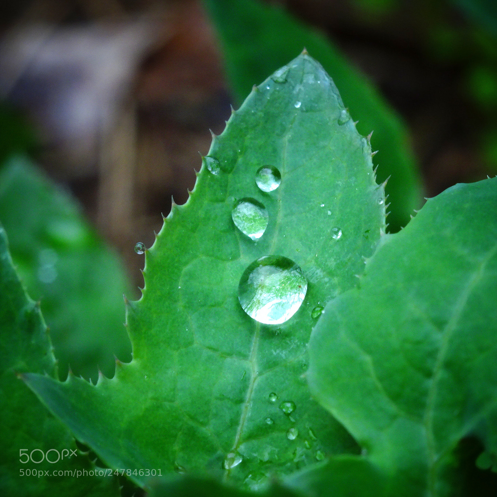 Sony DSC-HX60V sample photo. Droplets photography
