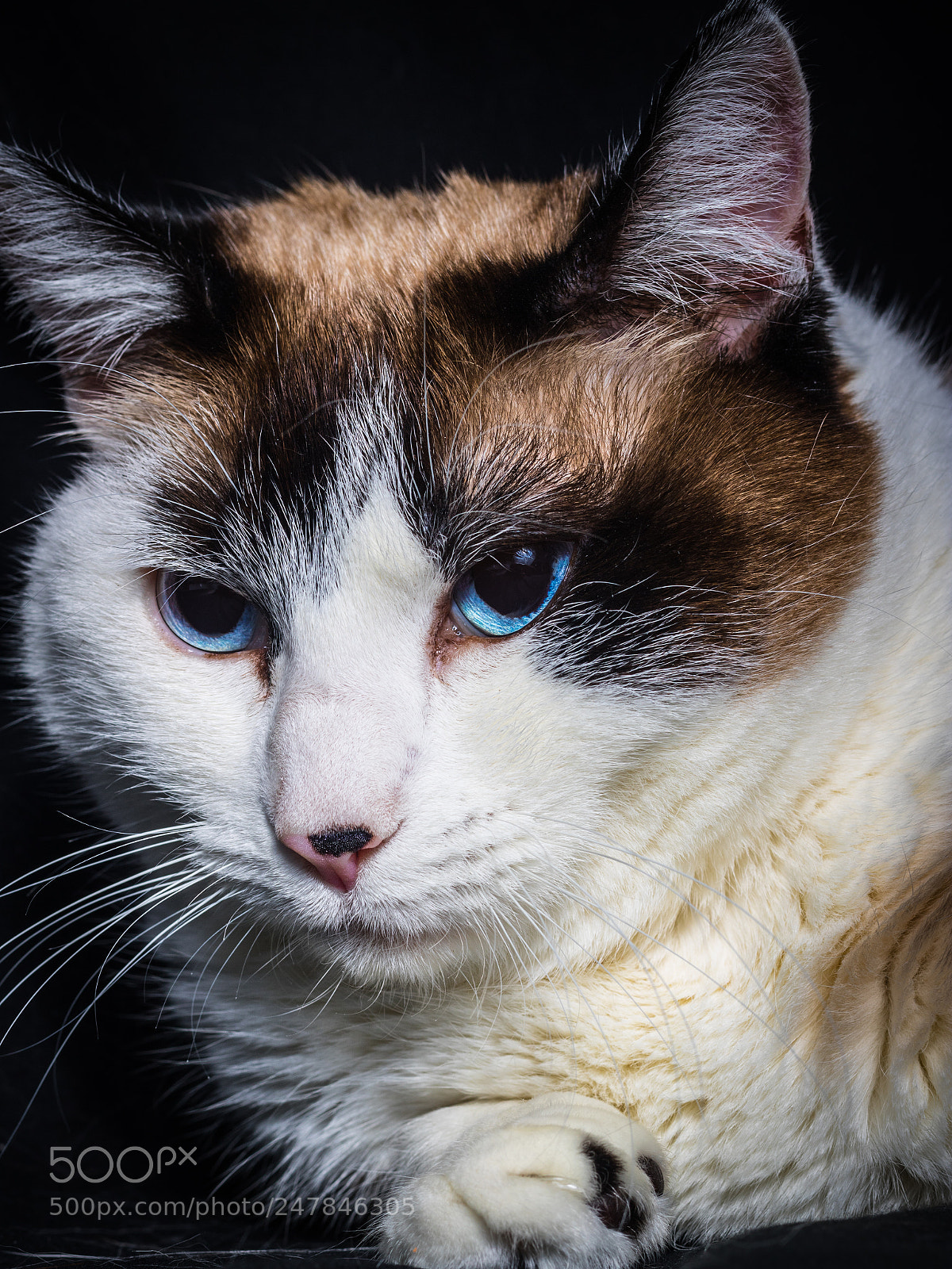 Canon EOS 750D (EOS Rebel T6i / EOS Kiss X8i) sample photo. Blue eyes photography